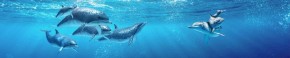 Кухонный фартук Фауна 053 Дельфины МДФ матовый (3000) Fauna в Тюмени - tyumen.mebel-74.com | фото