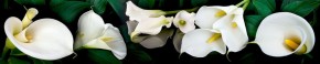Кухонный фартук Цветы 332 МДФ матовый (3000) Flowers в Тюмени - tyumen.mebel-74.com | фото